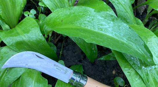 Focaccia Bärlauch (klein)